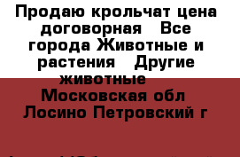 Продаю крольчат цена договорная - Все города Животные и растения » Другие животные   . Московская обл.,Лосино-Петровский г.